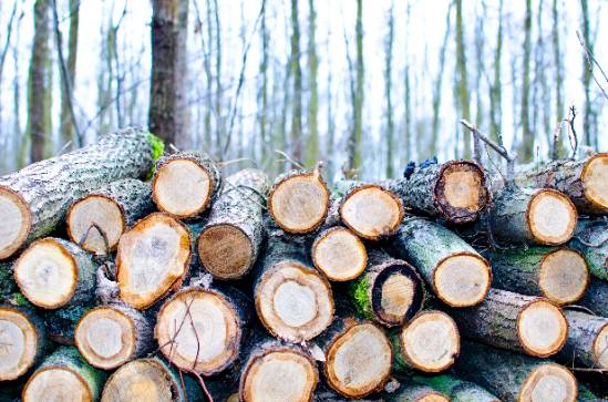 tree cutting