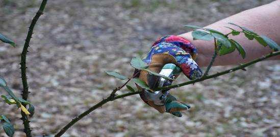 tree trimming