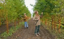 tree pruning