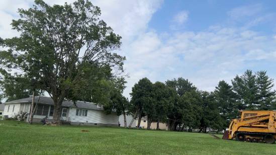 Tree Service, Tree Removal