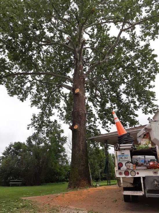tree trimming