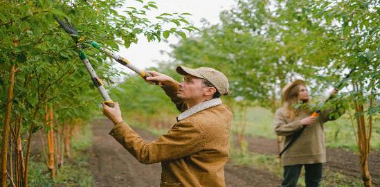 tree pruning