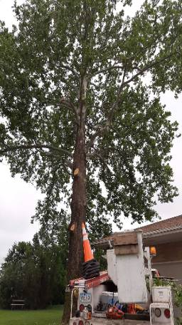 tree trimming near house